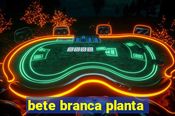 bete branca planta